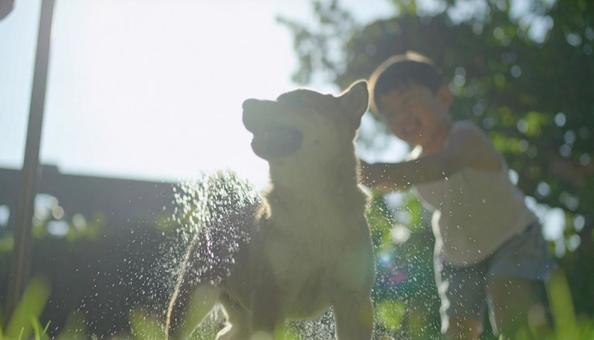 犬と子ども 夏 水あび 笑顔 豆柴 柴犬の写真