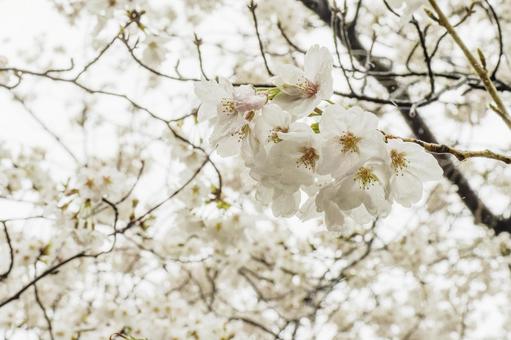 桜の花木イメージ 桜の花木イメージの写真