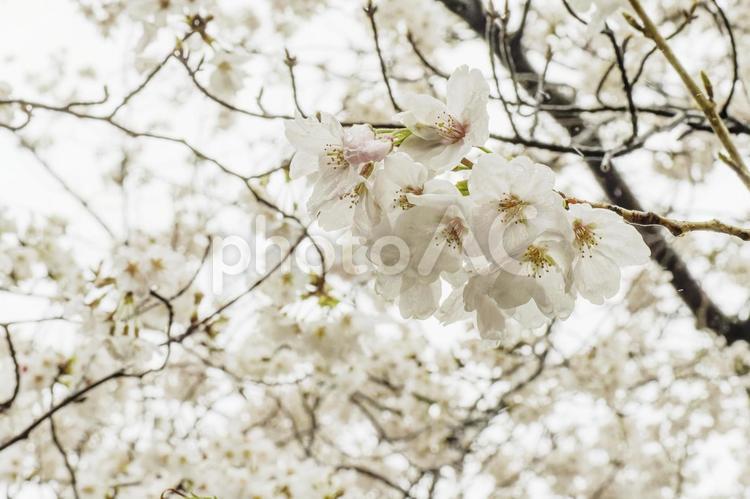 桜の花木イメージ 春,さくら,自然の写真素材