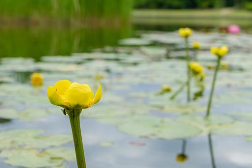 水面に咲くコウホネの黄色い花 水面に咲くコウホネの黄色い花 コウホネ,水生植物,水辺の写真素材