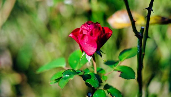 赤い薔薇 花,植物,緑の写真素材