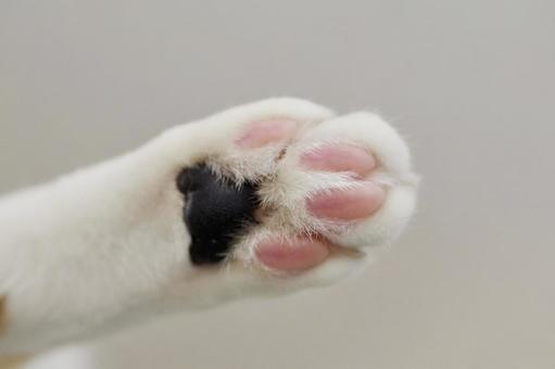 Photo, cat, meatballs, cat's pawn ball, 