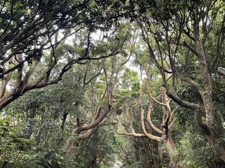 緑が誘う森の道 緑が誘う森の道 自然,木,パワーの写真素材