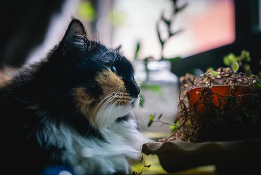 窓際にいるふわふわの猫と植物 窓際にいるふわふわの猫と植物の写真