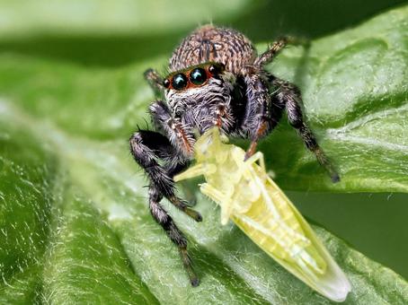 獲物を捕らえたハエトリグモ ハエトリグモ,ネコハエトリ,蜘蛛の写真素材