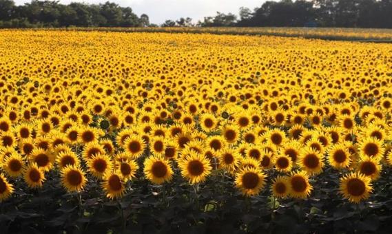 ひまわり９ ひまわり,向日葵,ひまわり畑の写真素材