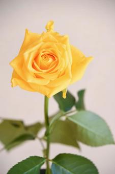 黄色いばら 黄色いばらの写真