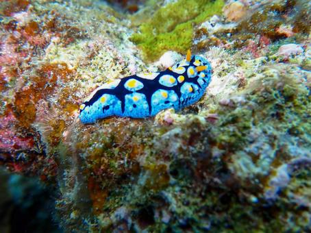 フリエリイボウミウシ フリエリイボウミウシ フリエリイボウミウシ,ウミウシ,海中の写真素材