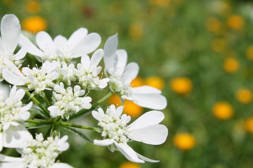 花びらが独特で中の小花が可愛いオルレア 花びらが独特で中の小花が可愛いオルレア オルレア,オルラヤ,グランディフローラの写真素材