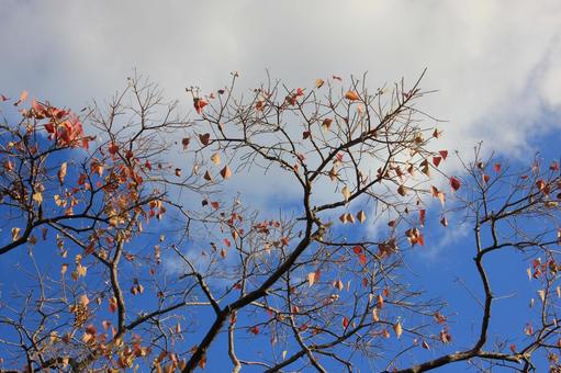 空と紅葉 空と紅葉の写真