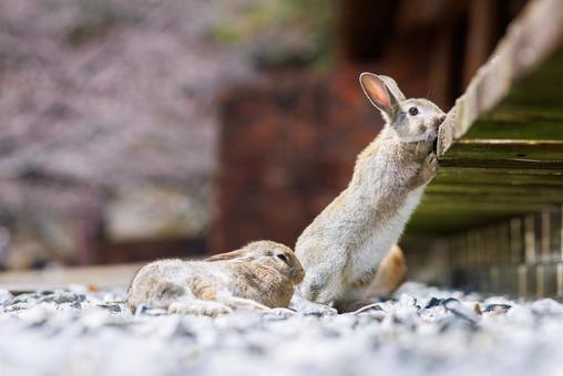 大久野島の兎 大久野島の兎 うさぎ,大久野島,子うさぎの写真素材
