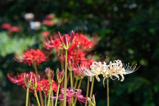 紅白のヒガンバナ 2 紅白のヒガンバナ 2 彼岸花,ヒガンバナ,曼珠沙華の写真素材