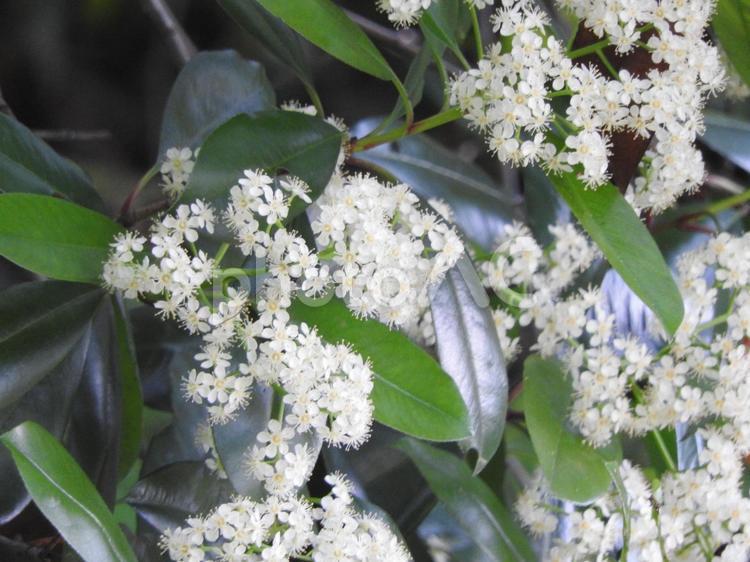 ひっそりと咲くお花たち 花,白いお花,葉っぱの写真素材