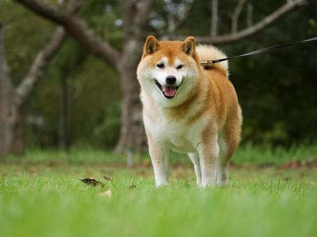 お散歩中の柴犬 お散歩中の柴犬 犬,柴犬,可愛い犬の写真素材