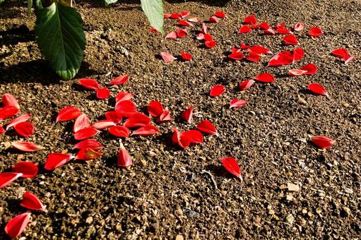 散って落ちたダリアの花びら 散って落ちたダリアの花びらの写真