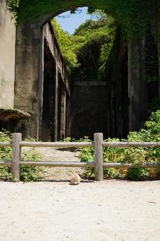 広島 大久野島 毒ガス貯蔵庫跡とうさぎ3 うさぎ,毒ガス貯蔵庫跡,貯蔵庫跡の写真素材