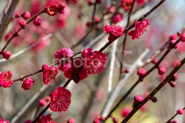鮮やかに咲く紅梅の枝 紅梅,花,花びらの写真素材