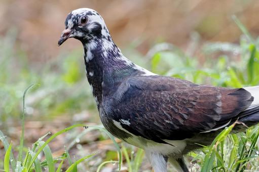 おしゃれなハト ハト,ドバト,カワラバトの写真素材