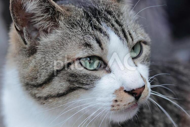野良猫のアップ写真 猫,野良猫,白の写真素材