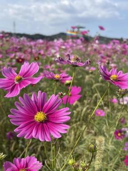 ピンクのコスモスと秋の空 コスモス畑,コスモス背景,秋の写真素材