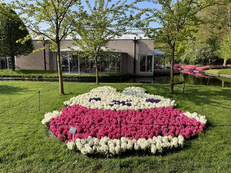 キューケンホフ公園 キューケンホフ,チューリップ,アムステルダムの写真素材