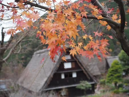 もみじと茅葺き屋根 下呂温泉合掌村,下呂,岐阜の写真素材