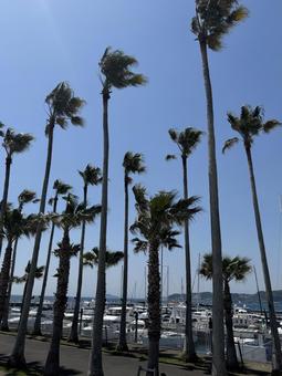 クルーザーとヤシ 湘南,富士,青空の写真素材