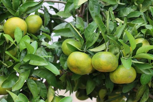 木になっているミカン みかん,果物,ミカンの写真素材