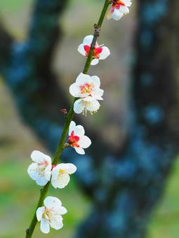 梅の花　縦の写真