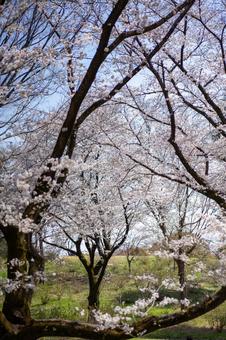 青空と白い桜 桜,さくら,満開の写真素材