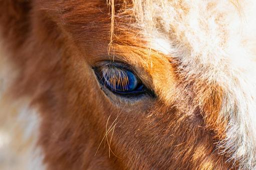 馬の瞳 馬の瞳 馬,ウマ,ホースの写真素材