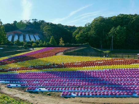 世羅高原農場 世羅高原農場 世羅高原農場,ダリア,ガーデンマムの写真素材