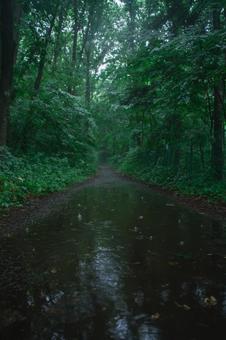 森の中の水たまり 森の中の水たまりの写真