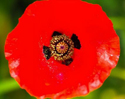 赤いヒナゲシの花の中心部分をマクロ撮影 赤いヒナゲシの花の中心部分をマクロ撮影の写真