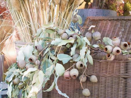 ユーカリのドライフラワー ユーカリ,実,葉の写真素材