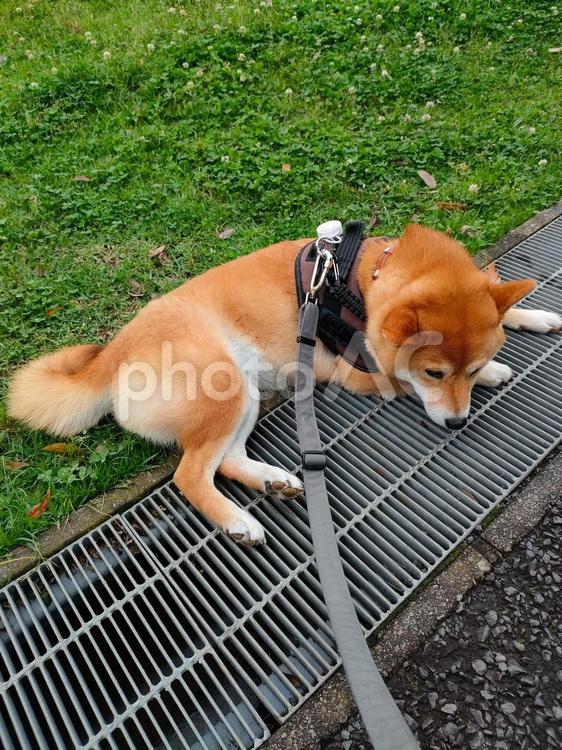 お散歩中座り込む柴犬くるみです！ 犬,柴犬,shibainuの写真素材