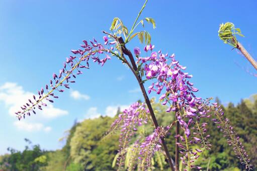 藤の花咲くの写真