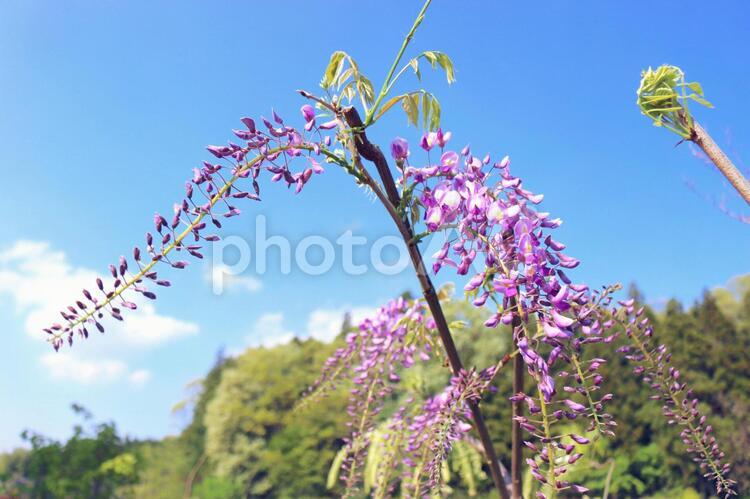 藤の花咲く 藤,花,初夏の写真素材