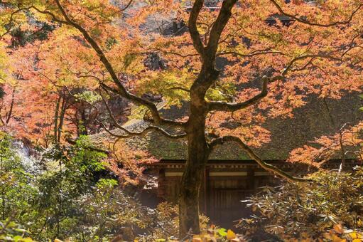 室生寺 室生寺,五重塔,国宝の写真素材