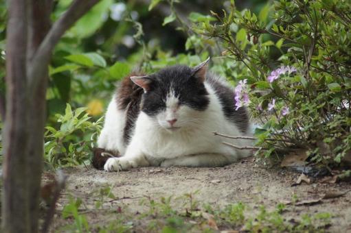 cat, JPG