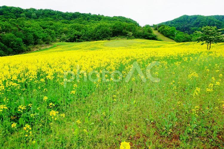 三ノ倉高原の菜の花畑 三ノ倉高原花畑,菜の花,菜の花畑の写真素材