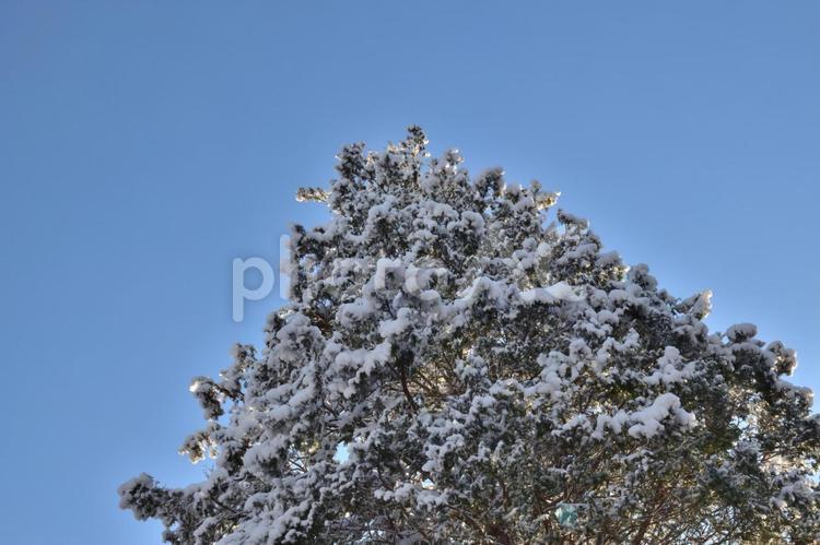 クリスマスツリーのような針葉樹 クリスマス,クリスマスイメージ,ホワイトクリスマスの写真素材