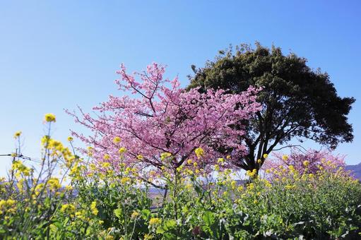 青空と桜と菜の花の風景 青空と桜と菜の花の風景 花,春,青空の写真素材