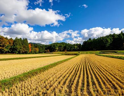 稲刈り後の田んぼと紅葉の農村風景 稲刈り後の田んぼと紅葉の農村風景の写真