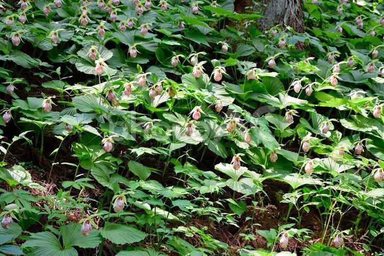 クマガイソウ 植物,花,花木の写真素材