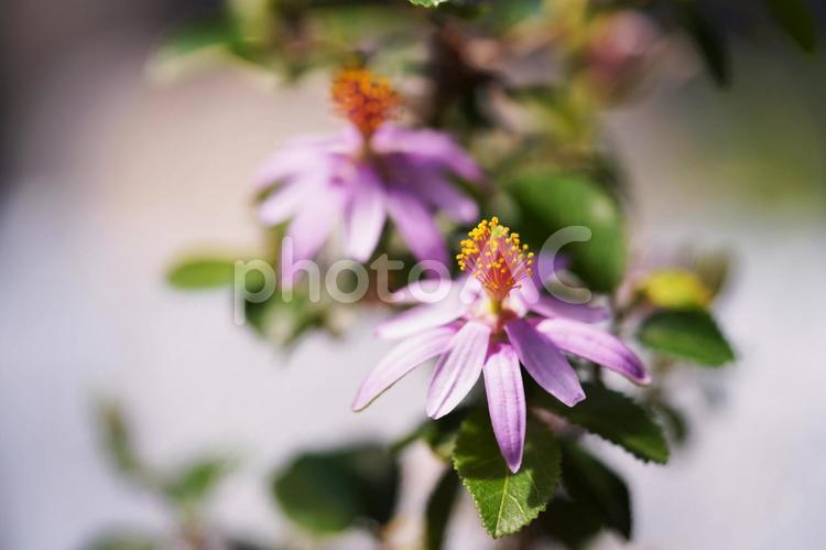 睡蓮木の花 睡蓮木,花,睡蓮の写真素材
