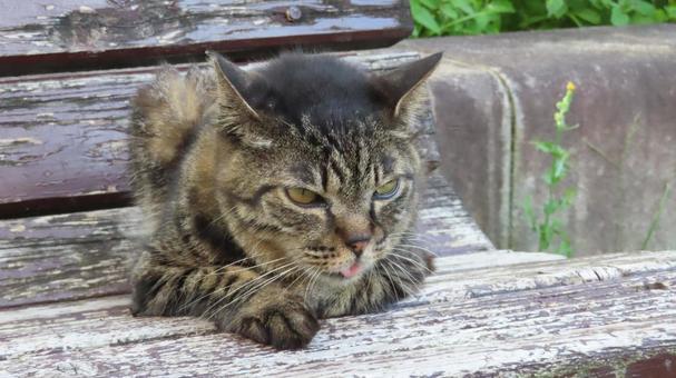 夕涼みが日課のもふもふであざとい猫様 夕涼みが日課のもふもふであざとい猫様の写真