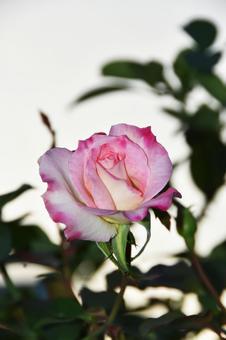 薔薇 薔薇 薔薇,花,綺麗の写真素材