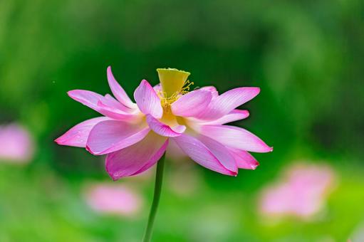 Photo, ancient lotus, lotus, lotus flower, 