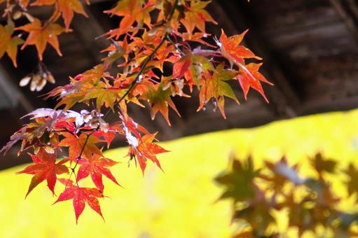 Autumn Colors, JPG